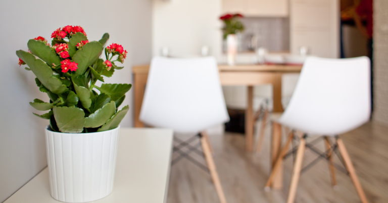 Decorar apartamento alugado: dicas para deixar o imóvel com a sua cara