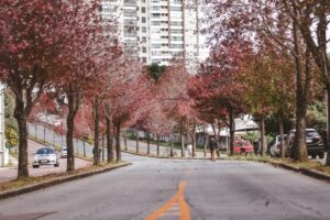 Quais são as ruas mais bonitas de Curitiba?