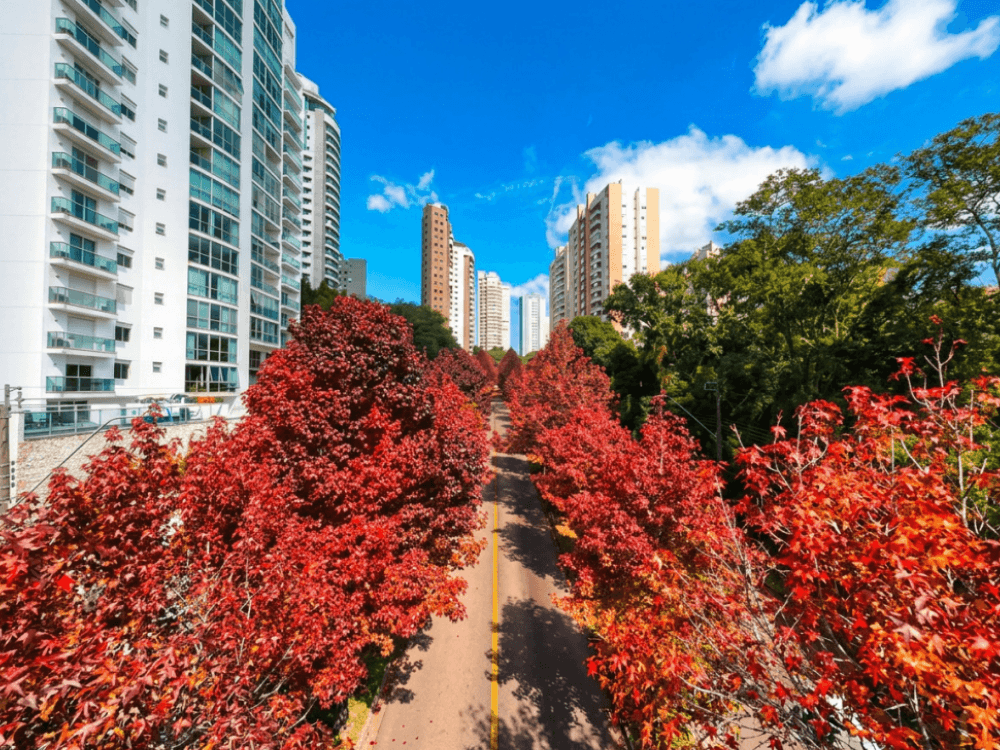 Avenida arborizada com edifícios modernos no bairro Ecoville em Curitiba durante um dia ensolarado.